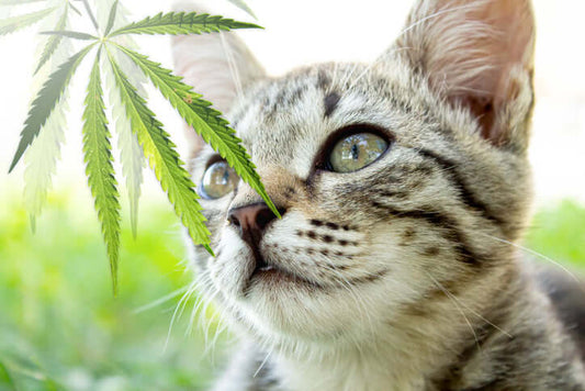 Katze mit Hanfblatt - CBD