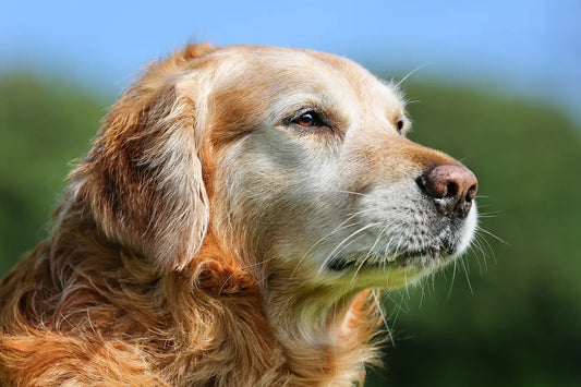 Portrait eines älteren Hundes