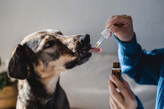 Ein Hund bekommt CBD-Öl aus einer Pipette