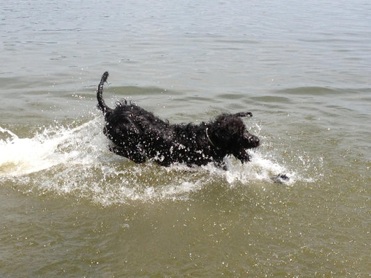 Hund im Wasser, Gefahr von Blaualgen