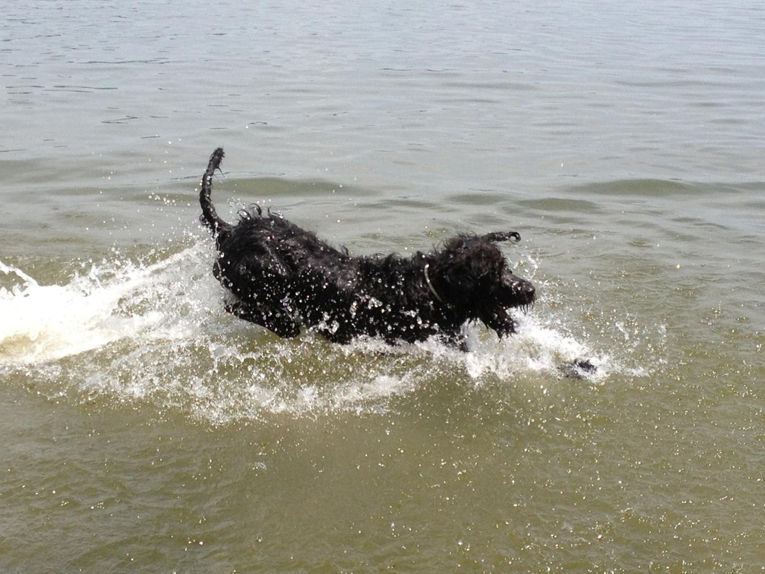 Hund im Wasser, Gefahr von Blaualgen